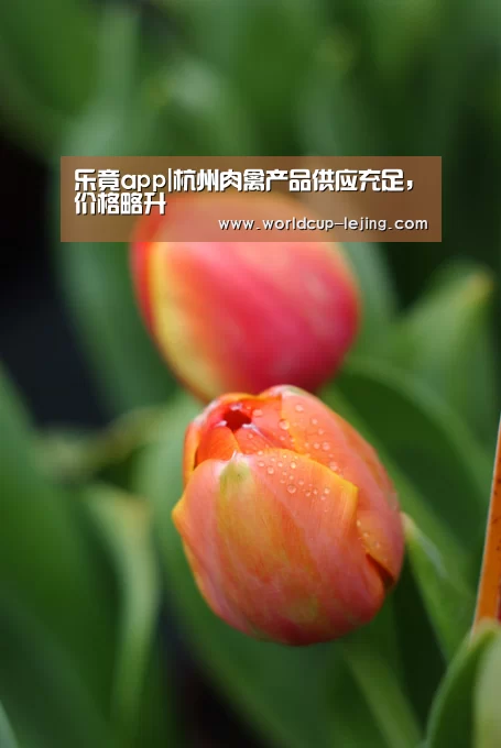 乐竟体育