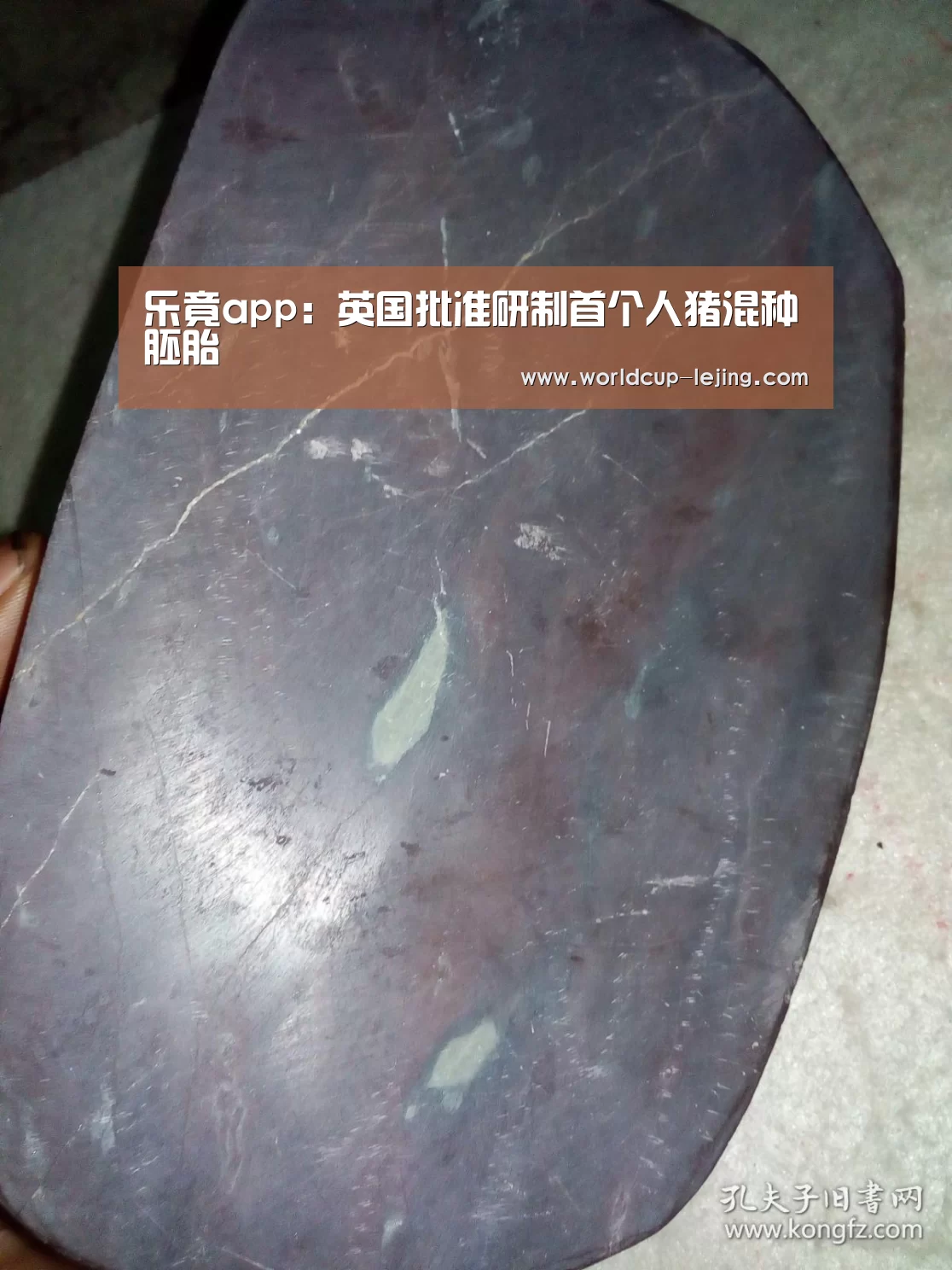 乐竟app：英国批准研制首个人猪混种胚胎
